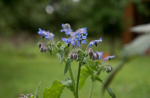 face massage with borage oil